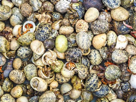 saltwater hermit crab shells.